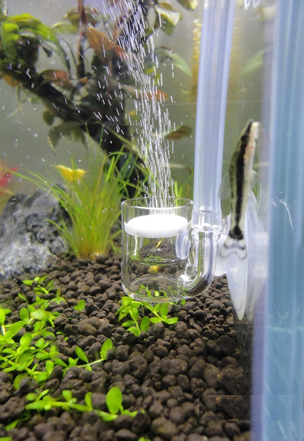 JARDLI Pollen Glass CO2 Diffuser for Planted Tank Below 20 gallons 3/4 inch