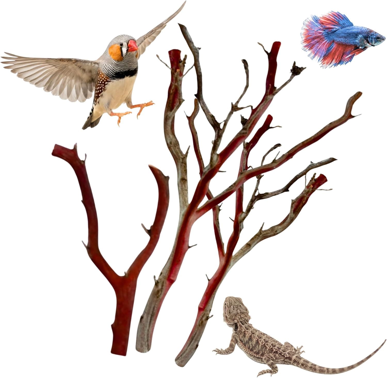 Manzanita Driftwood (Bundle) for Large Aquariums & Reptile Tanks (20-24")
