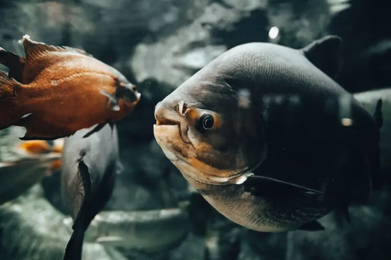 Detailed underwater shot of fish swimming in an aquarium tank, showcasing aquatic life
