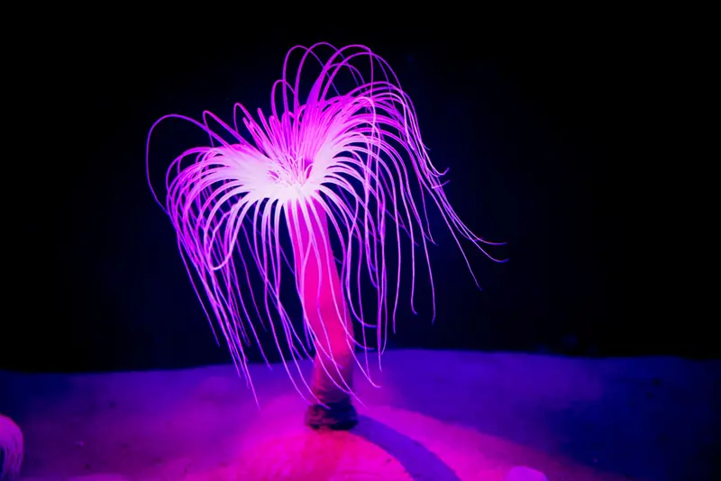 A striking sea anemone glowing in purple light within a dark aquarium setting