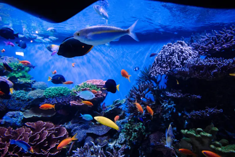 Colorful fish and corals in a vibrant aquarium setting