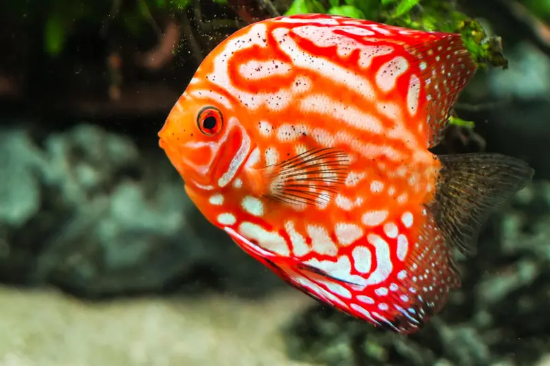 A striking red discus fish with intricate patterns swimming in a lush aquarium setting