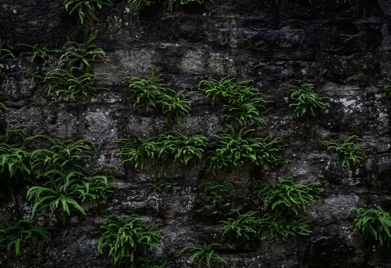 Lush green ferns thriving on a rugged stone wall, showcasing natural beauty and texture
