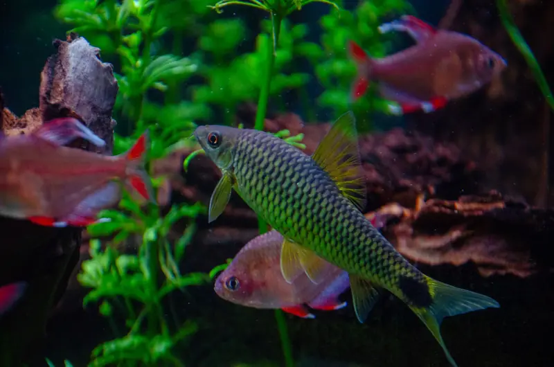 Colorful aquarium fishes swimming among green aquatic plants. Captivating underwater scene in Villach, Austria