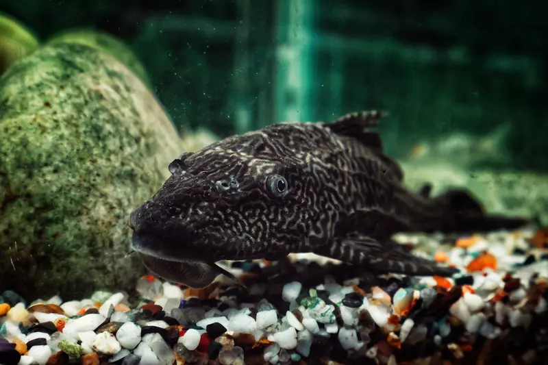 Detailed image of a Plecostomus fish in an aquarium setting with gravel and rocks