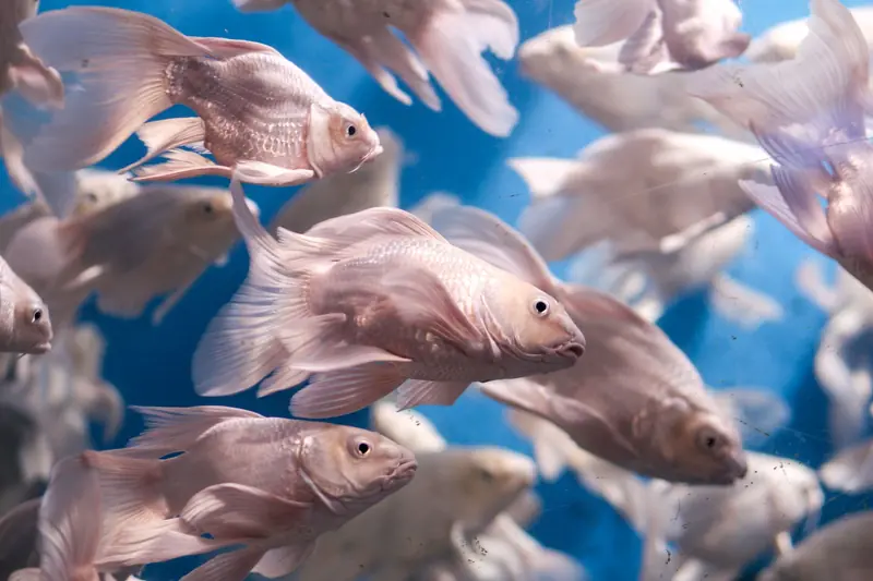 A vibrant school of fish swimming gracefully in an aquarium with a blue background
