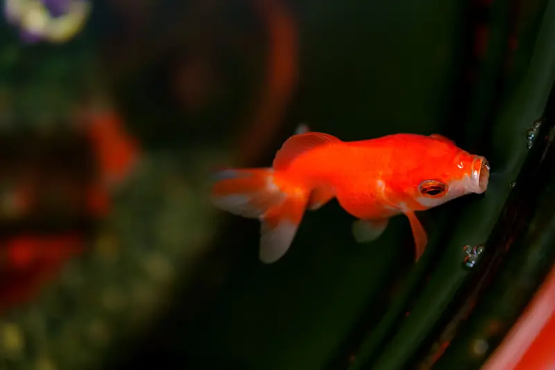 Bright orange goldfish swimming and blowing bubbles in a dark aquarium setting