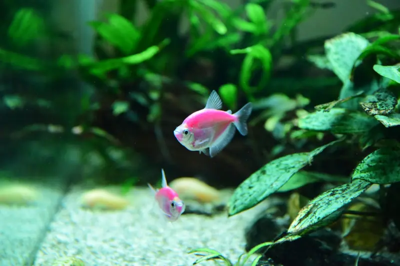 A vibrant pink fish swims gracefully alongside lush aquatic plants in a freshwater aquarium