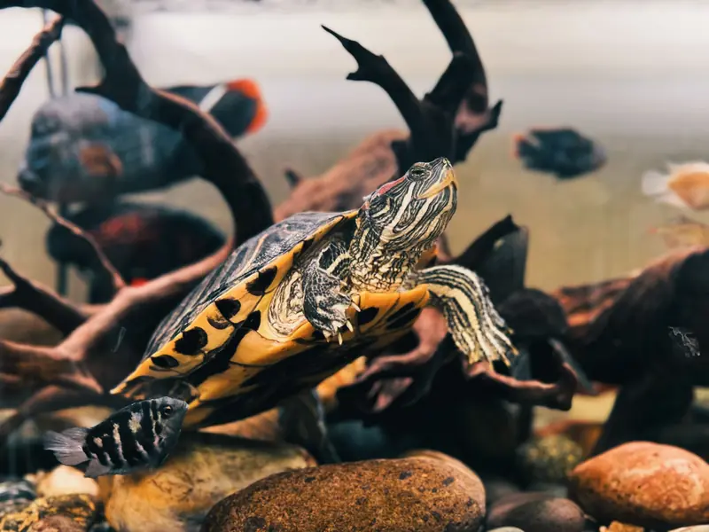 A beautifully detailed view of a turtle swimming in a vibrant freshwater aquarium with fish and natural decorations