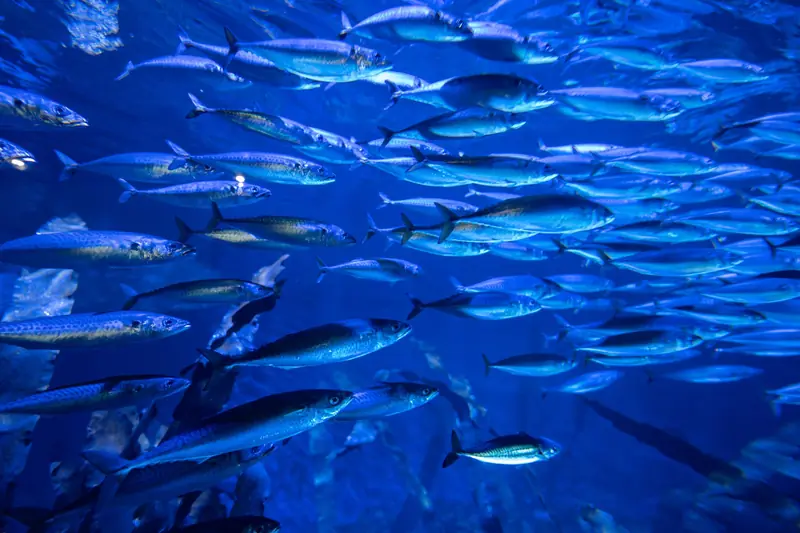 Vibrant underwater scene of a fish school in Valencia aquarium, Spain