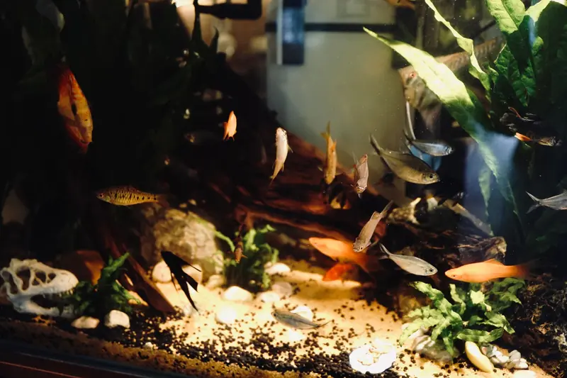 A vibrant display of various fish in a well-decorated aquarium with lush green plants and clear water