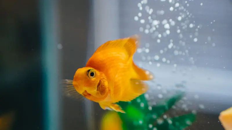 Close-up of a vibrant goldfish swimming gracefully in a clear aquarium setting