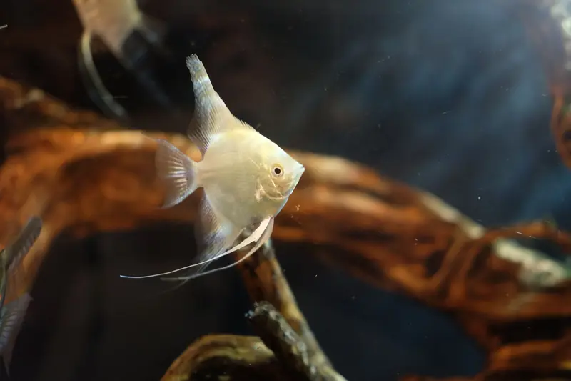 Elegant angelfish swimming in a beautifully lit aquarium surrounded by driftwood