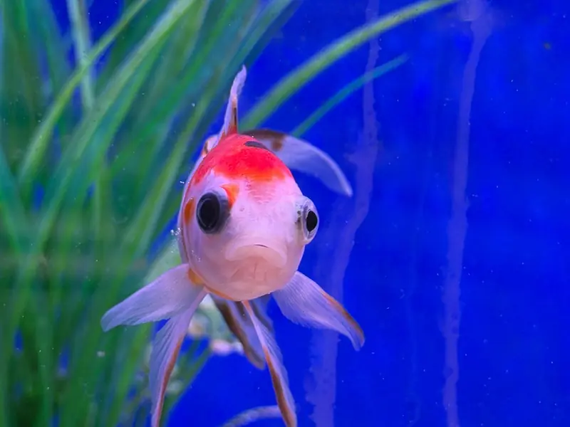 Colorful goldfish swimming happily in a vibrant aquarium setting