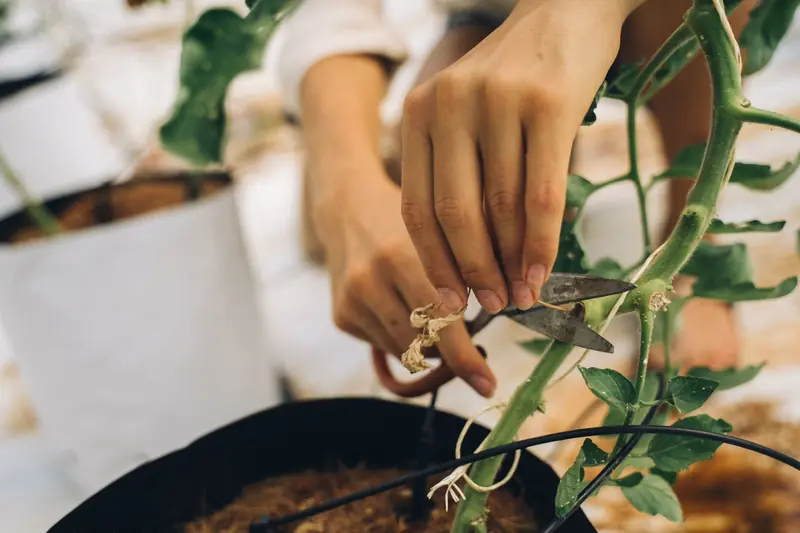A woman carefully prunes a potted plant indoors using scissors, focusing on plant care