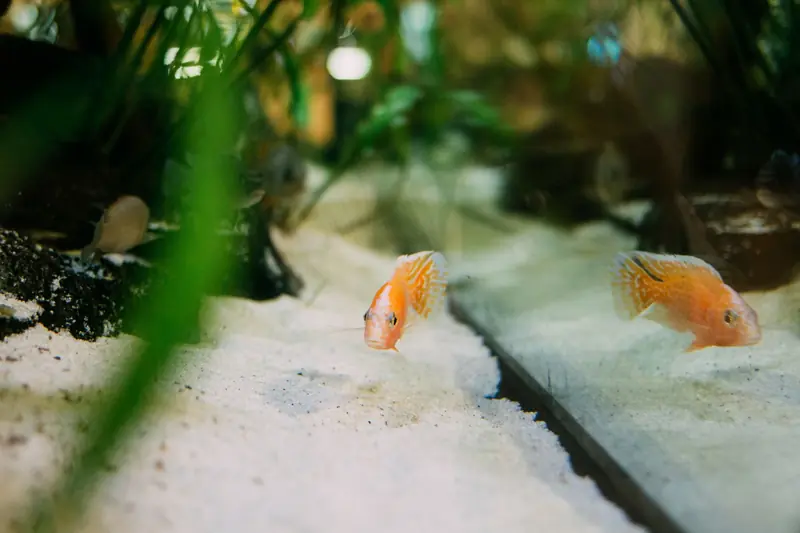 Close-up of a vibrant cichlid fish swimming in a lush, freshwater aquarium with sand substrate