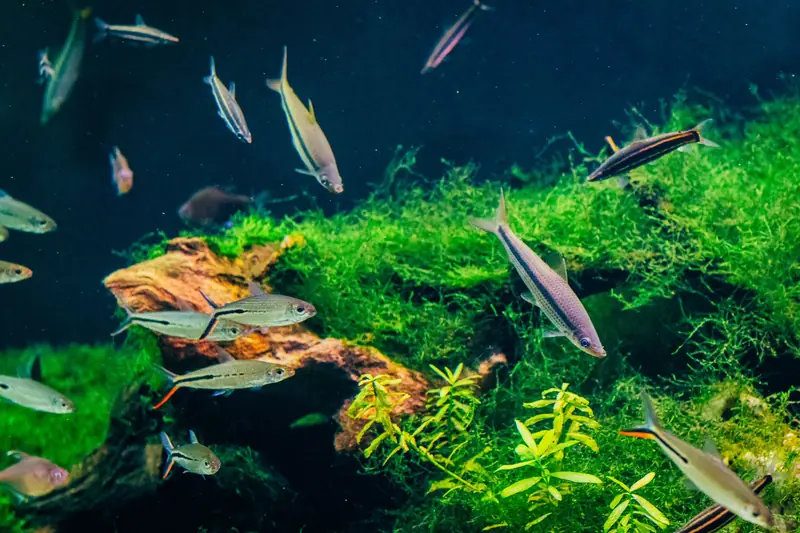 Colorful aquarium with vibrant fish swimming among lush plants and rocks