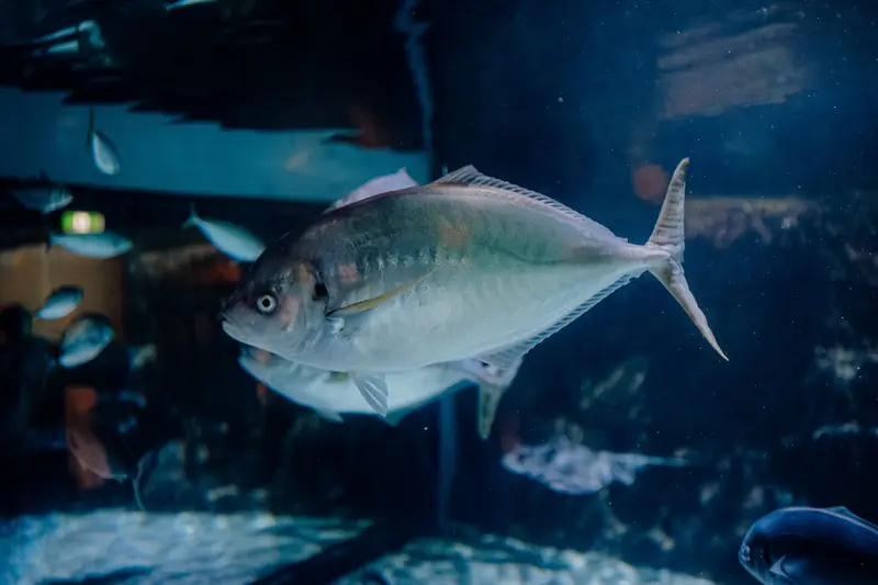 Close-up of a large fish swimming in a dimly lit aquarium tank with clear water