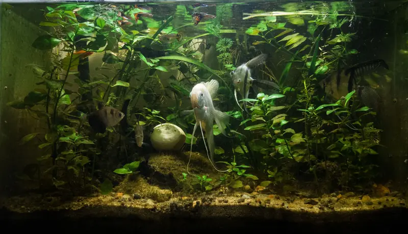Beautifully maintained freshwater aquarium filled with lush green plants and several angel fish swimming