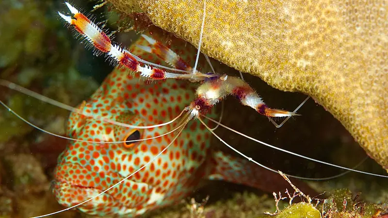 Vibrant coral reef with a cleaner shrimp and spotted grouper in Caribbean waters