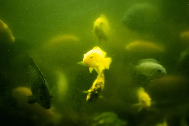 Colorful fish swimming in murky green aquarium water, showcasing natural aquatic beauty