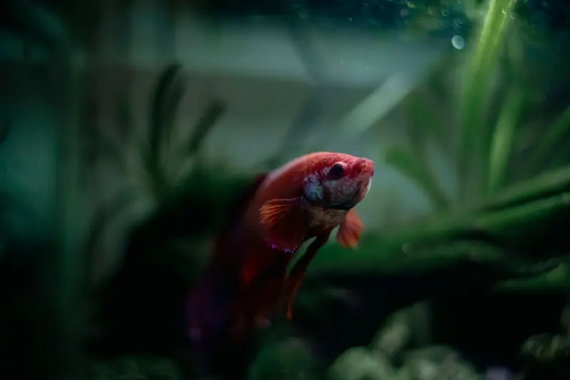 Close-up of a colorful Betta fish swimming in a Sri Lankan aquarium, showcasing vivid colors and aquatic plants