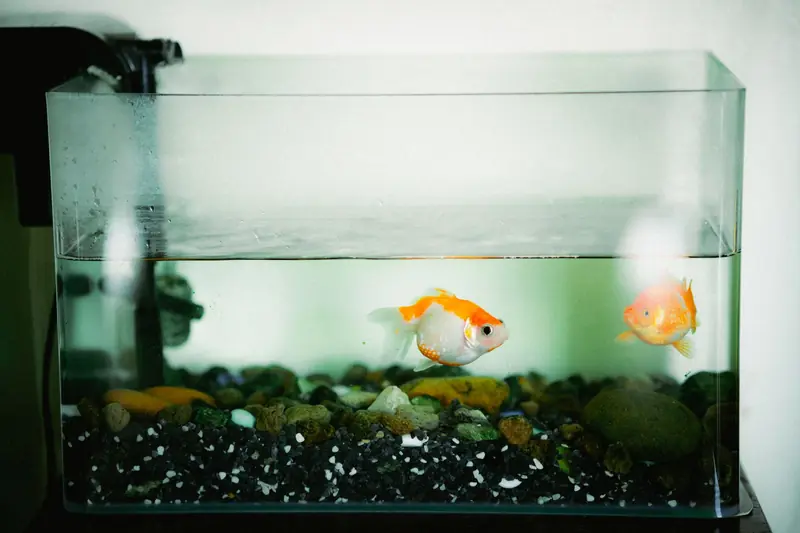 Two goldfish swimming peacefully in a home aquarium with colorful rocks