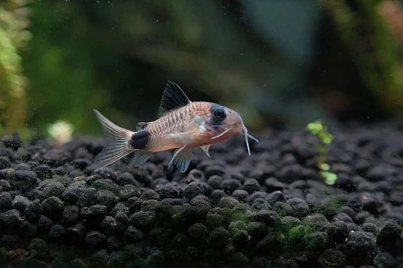 Corydoras fish swimming in a freshwater aquarium with natural substrate