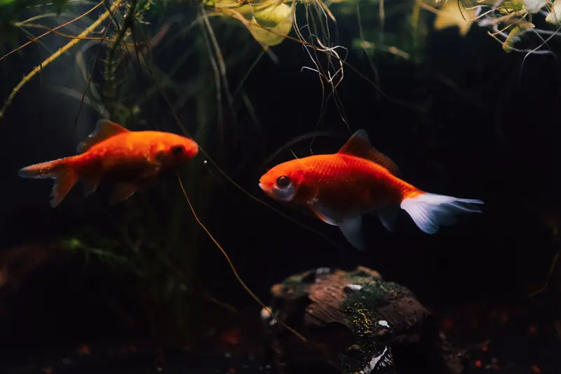 Two bright goldfish swimming gracefully in a richly planted aquarium