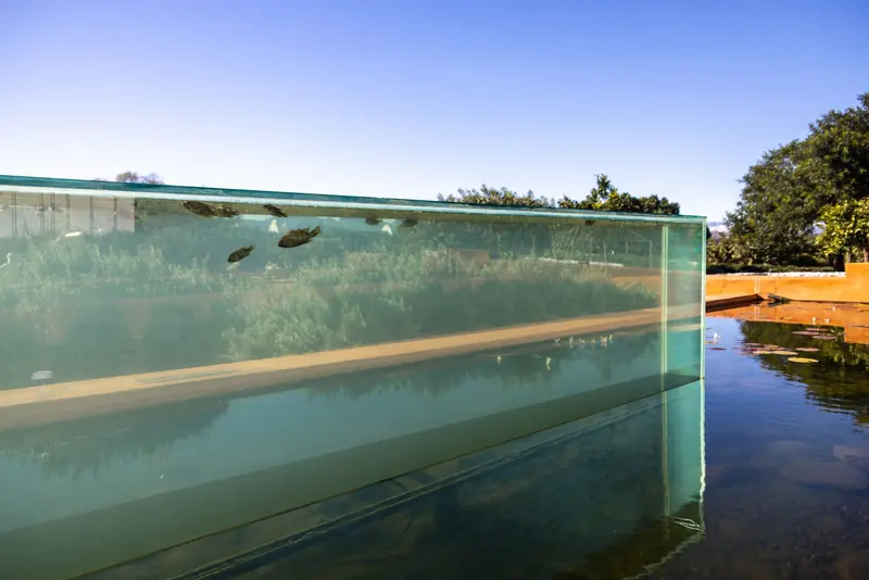 Outdoor tank with fish and clear reflective glass offering a serene view in a natural garden setting