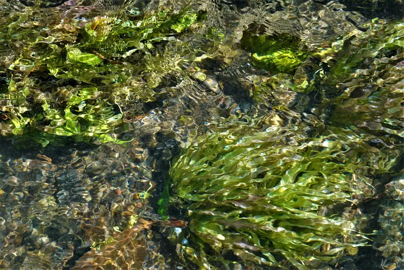 Close-up of rippling water surface with vibrant green algae and sunlight reflections