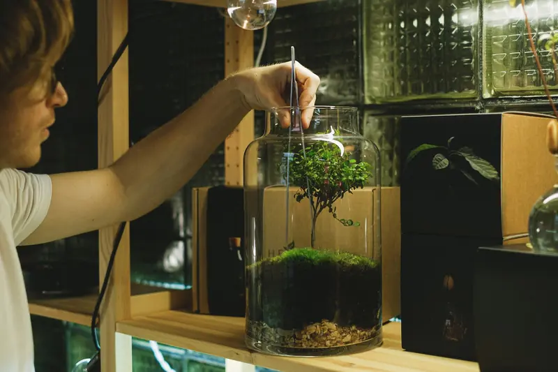 A man uses tweezers to tend a moss terrarium, showcasing a hobbyist's attention to detail indoors