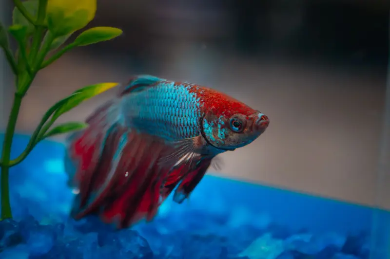 Close-up of a colorful Betta fish showcasing intricate details and vibrant hues in an aquarium setting