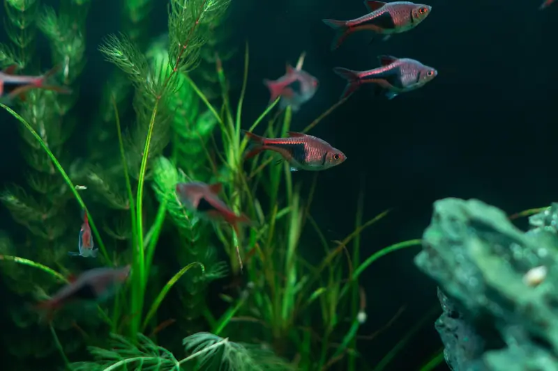 Vibrant aquarium fish swimming among lush green plants in a freshwater tank