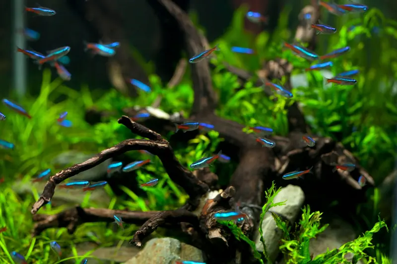 A vibrant aquarium scene featuring colorful neon tetras swimming among driftwood and aquatic plants