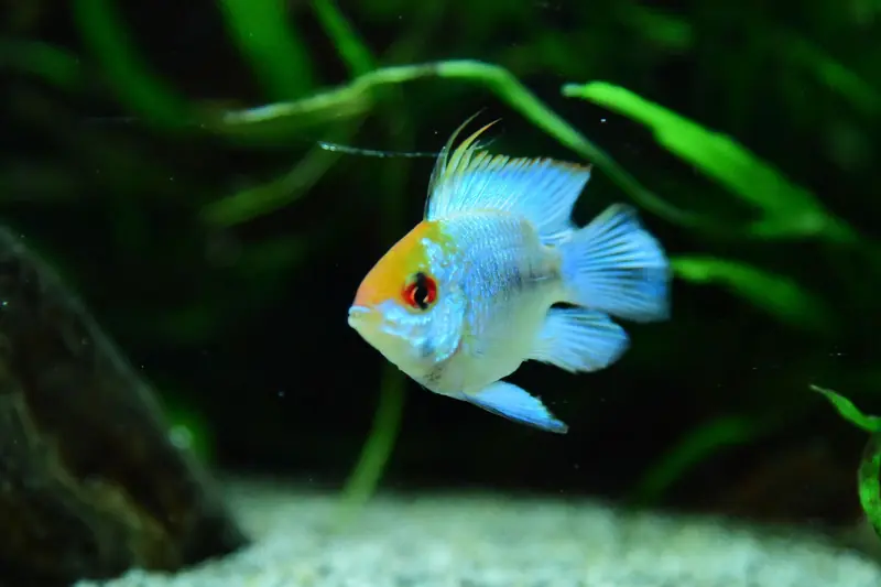 Close-up of a vibrant electric blue ram fish swimming in a lush planted aquarium