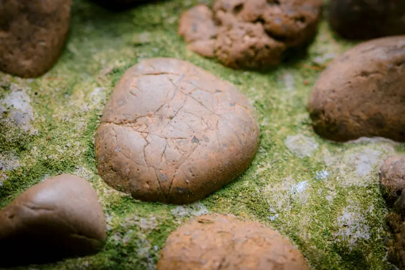 Detailed close-up of various river stones covered with green moss