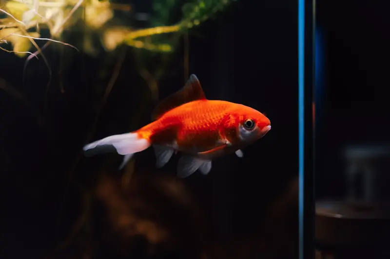 A vibrant goldfish swims gracefully in a dimly lit aquarium, showcasing its bright orange scales