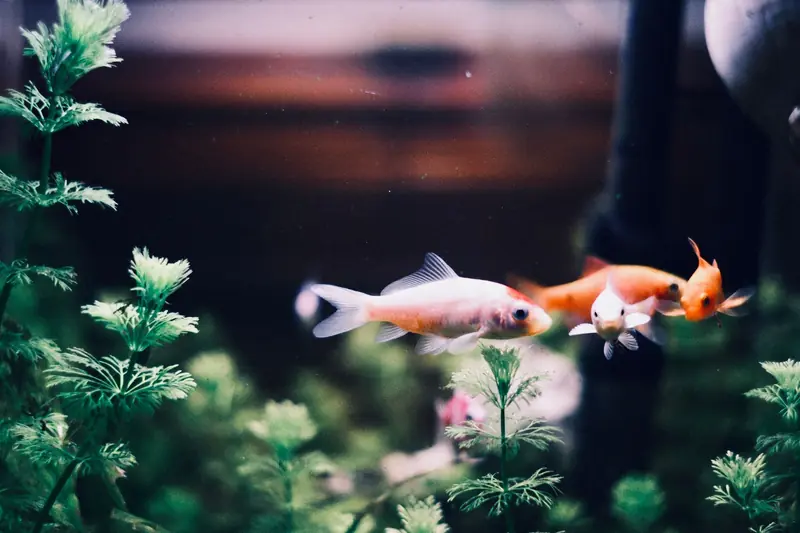 Vibrant goldfish swimming among green plants in a tranquil aquarium scene