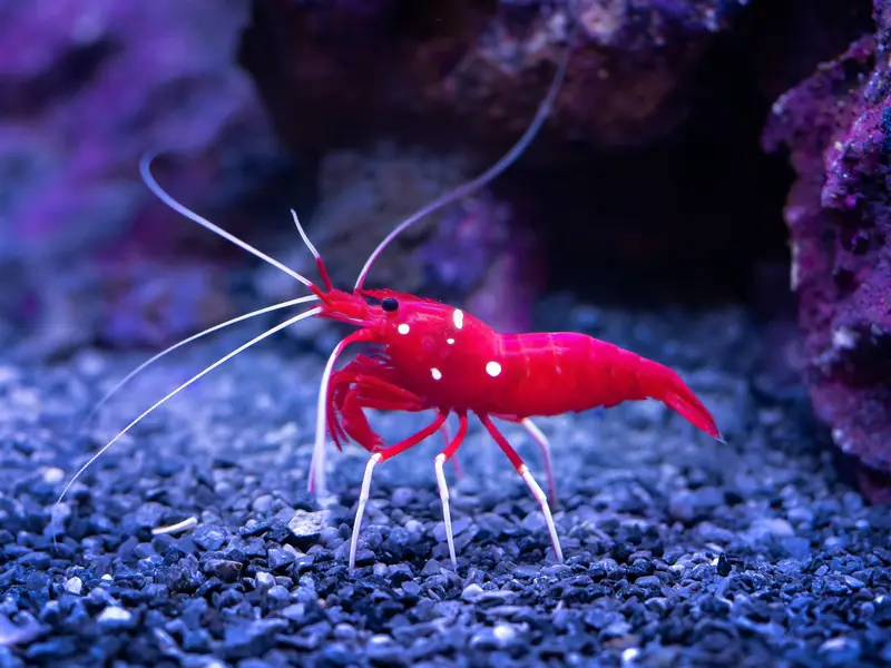 Close-up of a vibrant red shrimp on a pebbled underwater seabed, showcasing stunning colors